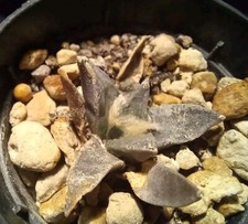 ARIOCARPUS FURFURACEUS from