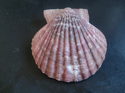 Conchiglia shell pecten - conchiglia,
