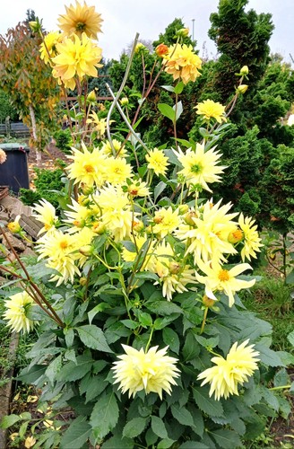 Semi fiori dalie mignon - semi,