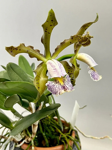 Cattleya schilleriana - , f