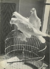 Henri Cartier-Bresson / FOTO'S