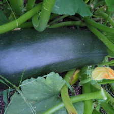 Zucchine 'Black' Vecchia