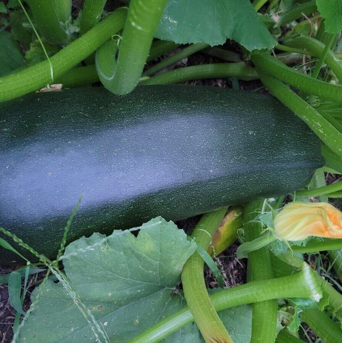 Zucchine black vecchia - 'black',
