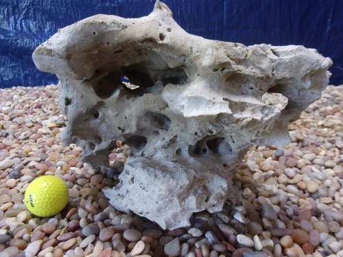 Texas holey rock - texas/tn,