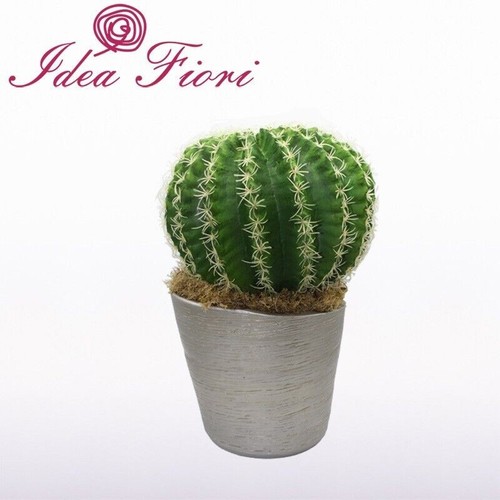 Pianta grassa cactus con - pianta,
