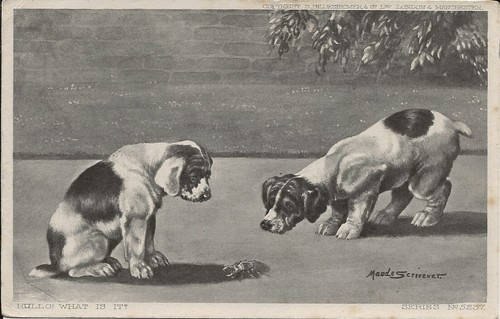 Cartolina epoca cane - d'epoca,