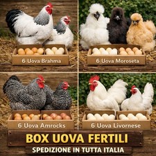 Box 24 uova fertili Brahma