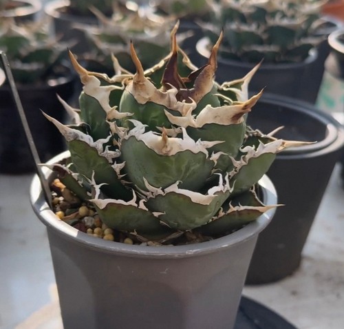 Raro cactus agave titanota - cactus,