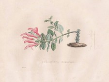 Columnea scandens caraibi - columnea,