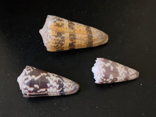 Conchiglia shell conus - shell, zonatus