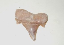 Fossili dente di squalo - di,