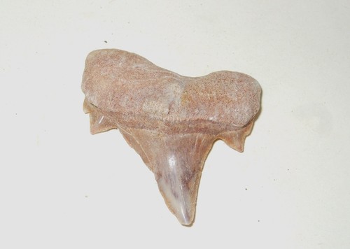 Fossili dente di squalo - dente,