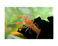 Nano arancione messicano cpo - nano,