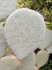 Pianta fico india opuntia - pianta,