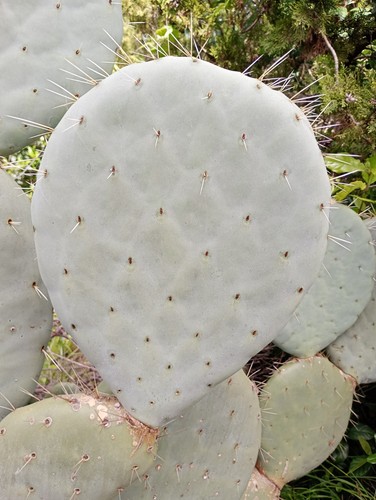 Pianta fico india opuntia - pianta,
