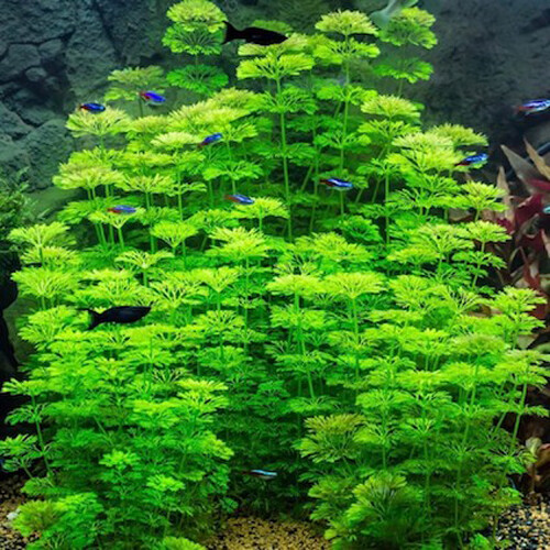 Limnophyla sessiflora pianta - sessiflora,