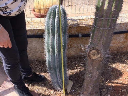 Cactus grandi colonnari talea - grandi,