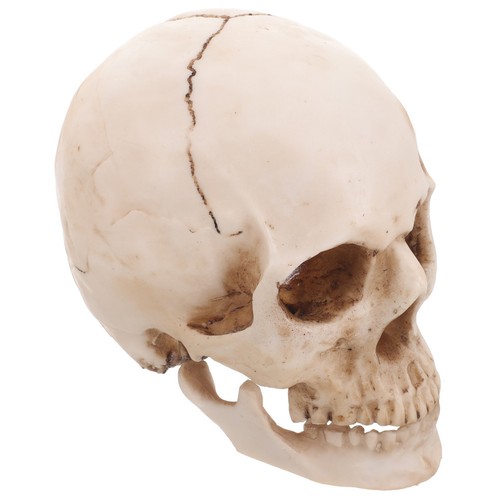 Teschio umano halloween - ,