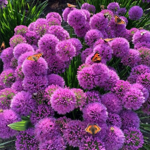 Allium millenium pianta - millenium, –