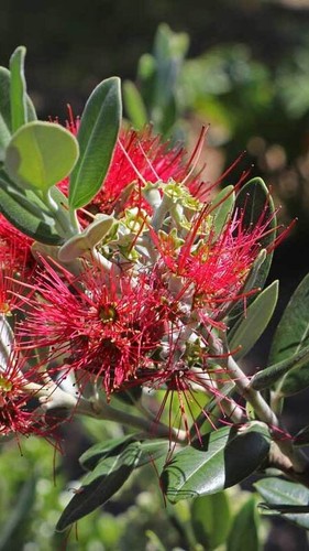 Pianta metrosideros excelsa - di,