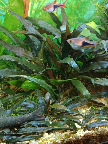 Pianta acquario pratino - pianta,