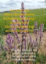 Erba gatta calva, Nepeta nuda