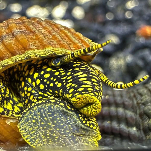 Yellow spotlight sulawesi - 2,