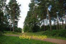 Photo 6x4 Forest Path Market