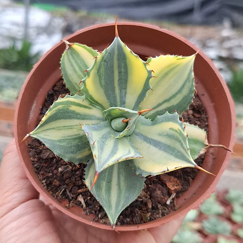 1pz 8cm coltivazione - 7-8cm, semi