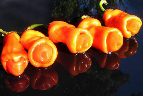 Peperoncino peter pepper - peter,