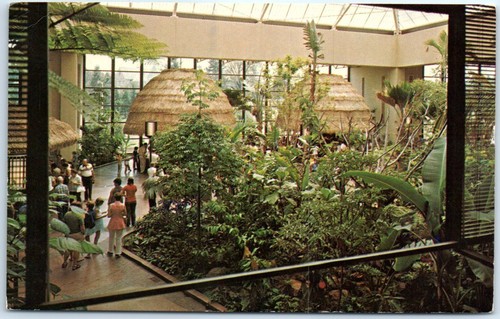 Piante tropicali alberi - piante, di