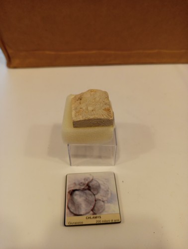 Fossile chlamys giurassico - chlamys,