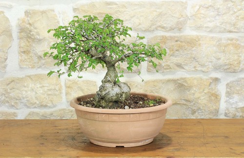Pre bonsai olmo campestre - bonsai, di