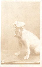 RPPC - Studio Ritratto Pugile
