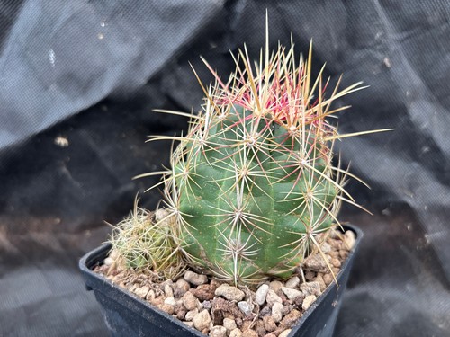 Thelocactus bicolor il - bicolor-,