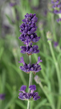 Lavanda Scent Blue Early –