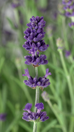 Lavanda scent blue - blue, early