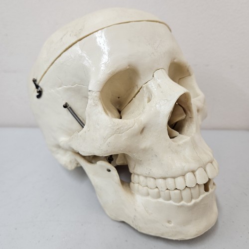 Modello anatomico medico - modello,