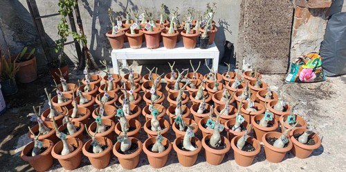 Pianta adenium - di,
