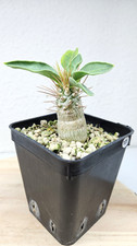 Pachypodium namaquanum n. 101