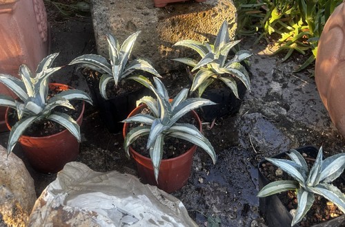 Agave mediopicta alba - agave,