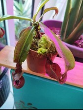 Nepenthes Mirabilis X Winged