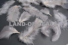 80+ Gray turkey feathers loose