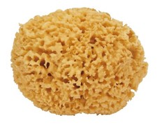 GRANDE SPUGNA NATURALE DI MARE MEDITERRANEO DA CM 17. SAN GIORGIO CM 17X14X10,5