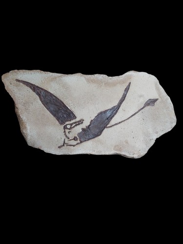 Rhamphorhynchus muensteri