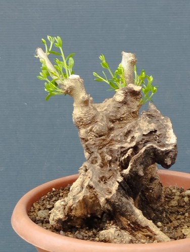 Bonsai olivastro 20x16cm - bonsai,