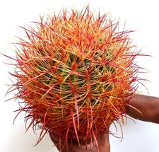 Ferocactus chrysacanthus