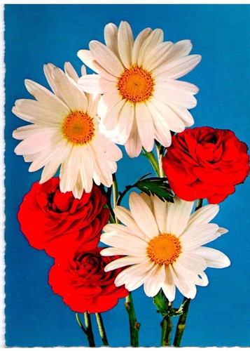 Cartolina fiori magherite - cartolina,