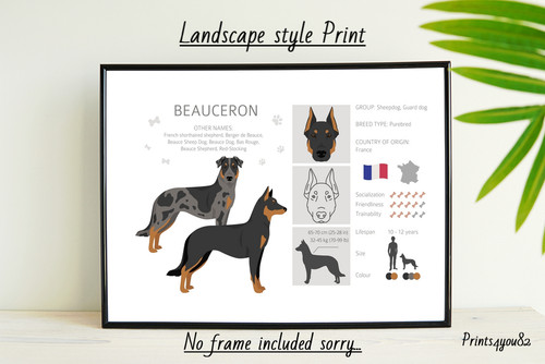 Beauceron cane animale - cane,