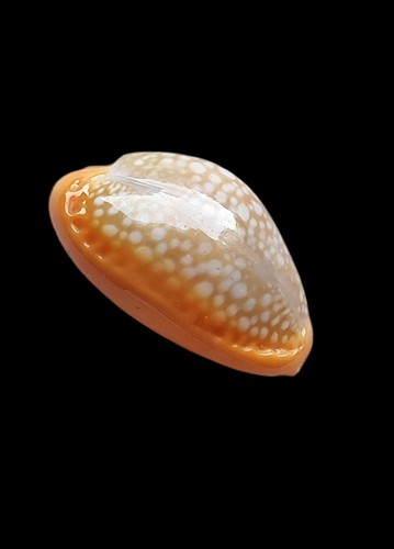 Shell conchiglia cypraea - conchiglia,